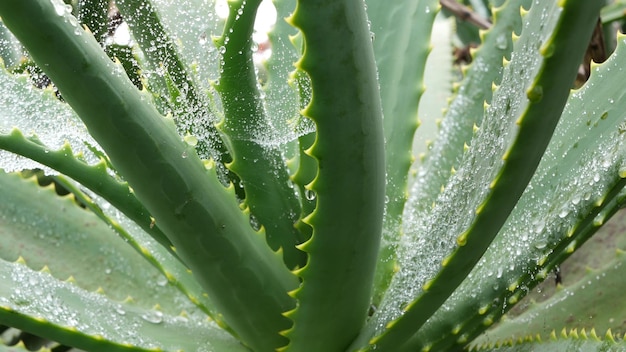 Rocío de aloe vera o gotas de agua de lluvia frescas jugosas hojas de plantas suculentas húmedas