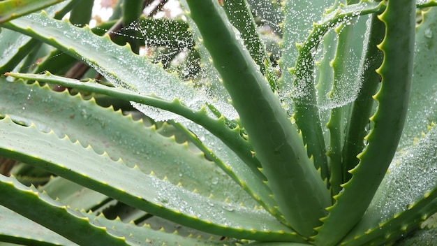 Rocío de aloe vera o gotas de agua de lluvia frescas jugosas hojas de plantas suculentas húmedas