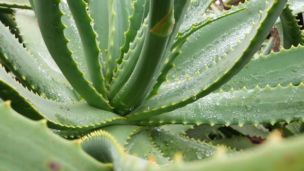 Rocío de aloe vera o gotas de agua de lluvia frescas jugosas hojas de plantas suculentas húmedas