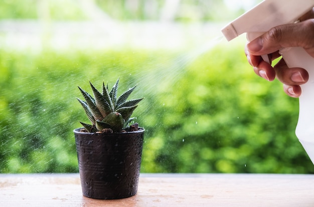 El rocío de cactus seco por agua y lluvia caen con verde natural.