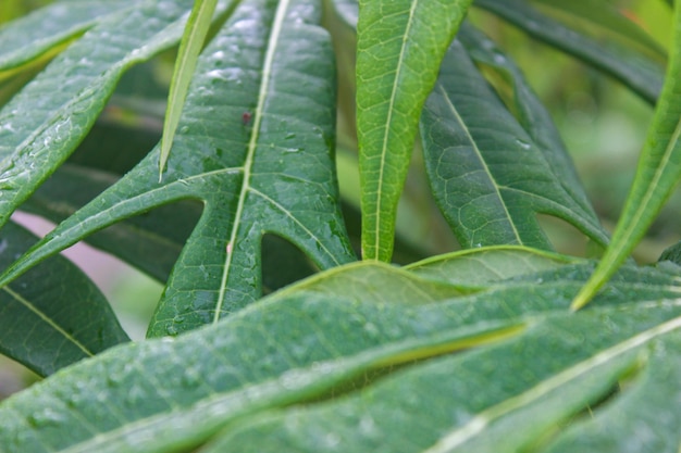 Rocío de fondo de hojas Enfoque selectivo Planta de vientre de Buda Jatropha podagrica Primer plano Concepto de primavera