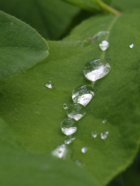 rocío de la mañana en las hojas de las plantas