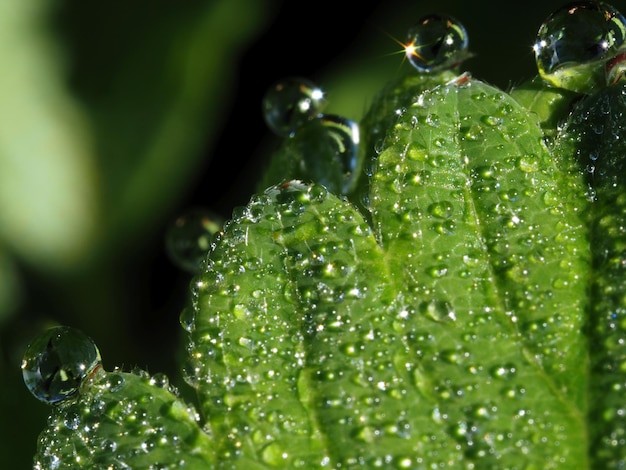 rocío de la mañana en las hojas de las plantas