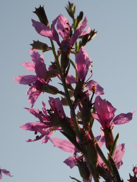 Rocío de la mañana sobre las flores de Lythrum salicaria