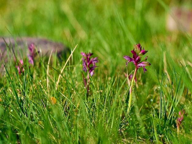 Foto rocío de la mañana sobre la hierba verde y flores de colores.