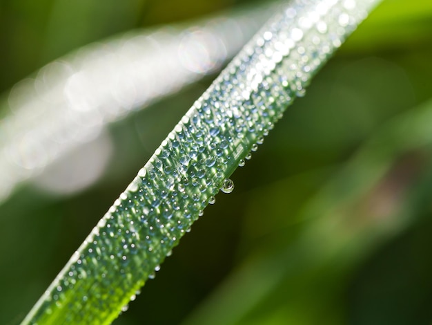 Rocío de la mañana sobre la hoja verde de carex