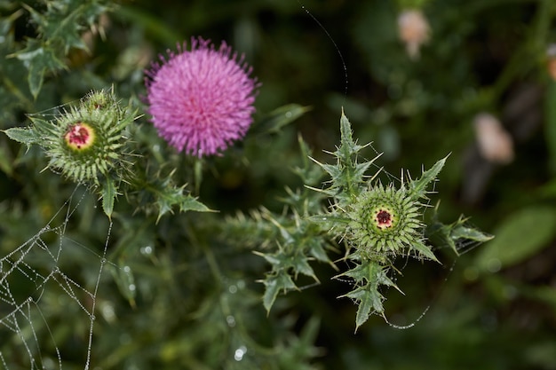 Rocío matutino sobre la inflorescencia del cardo Thistle género Asteraceae familia de plantas o Compositae