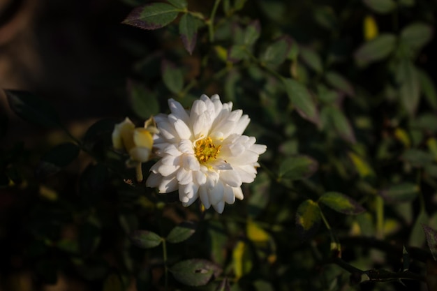 El rocío en los pétalos de una rosa blanca Flores frescas en una cabaña de verano