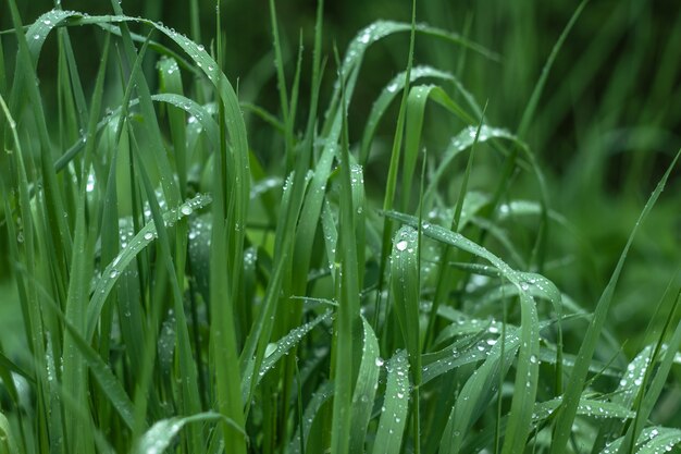 Rocío sobre la hierba verde. Gotas de lluvia sobre la hierba verde. Temporada de primavera. Fondo abstracto.