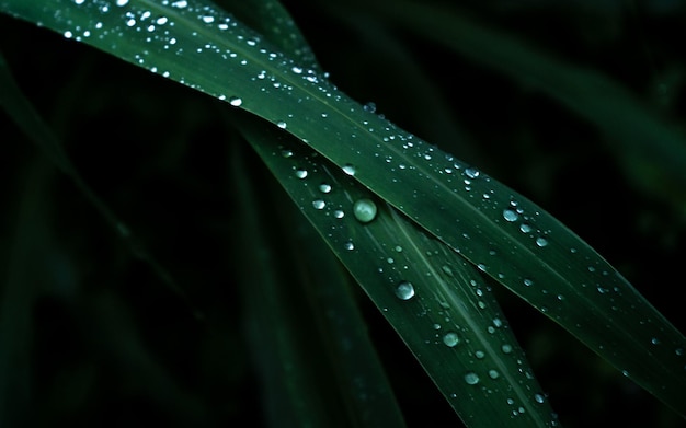 Foto rocío sobre la hierba verde