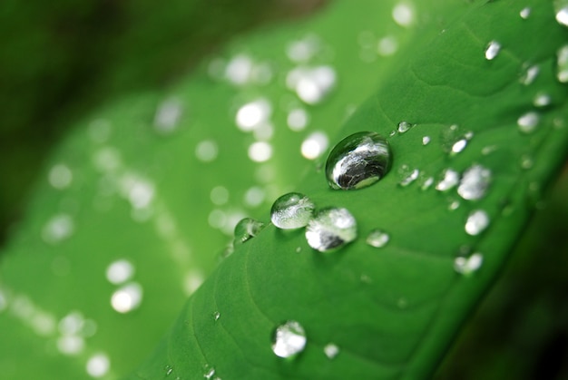 Rocío sobre hoja verde fresca