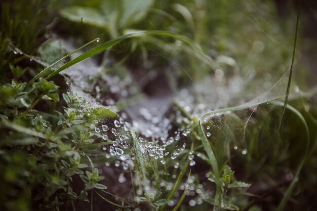 Foto el rocío y la telaraña