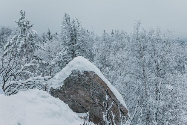 Rock auf Winterwald an einem kalten Tag