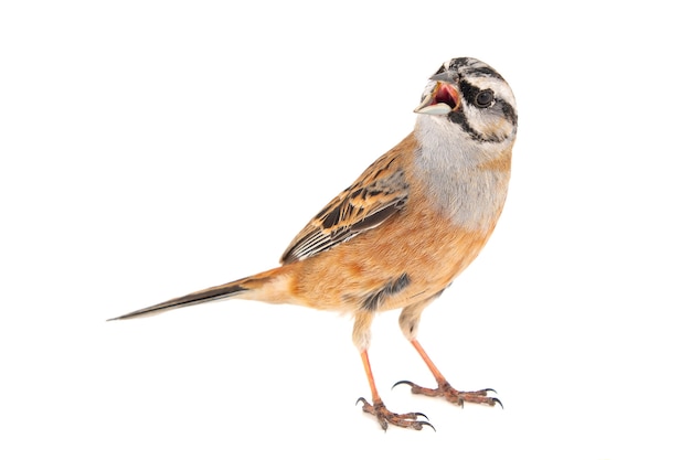 Rock bunting Emberiza cia aislado en blanco