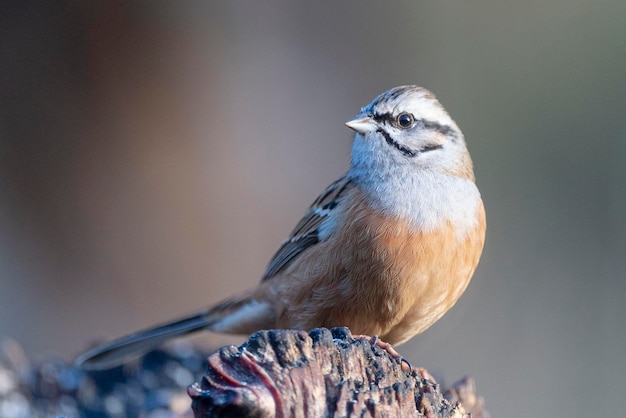 Rock bunting Emberiza cia Málaga España