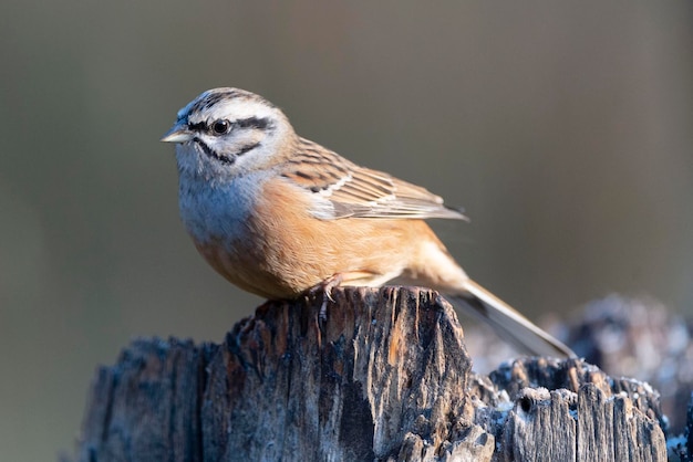 Rock Bunting Emberiza cia Malaga Spanien