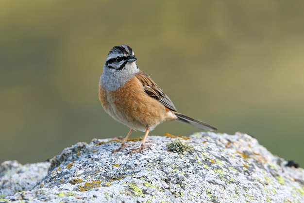 Rock bunting macho adulto con las últimas luces del día