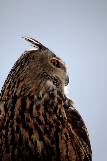 Foto rock eagle-owl