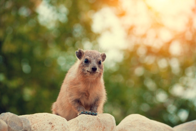 Rock hyrax caminando sobre la piedra