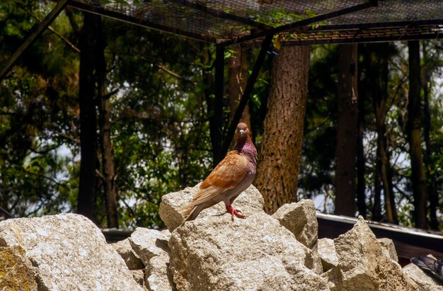 Rock Pigeons no chão procurando comida