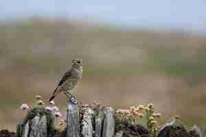 Foto rock pipit anthus petrosus descansando en una pared de piedra cerca de padstow