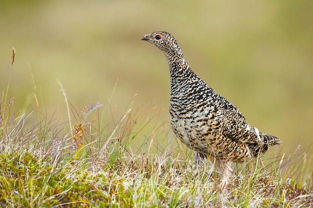 Rock ptarmigan em um prado no verão na Islândia