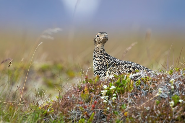 Rock Schneehuhn, Lagopus Muta, Frau sitzt auf Stein im Sommer. Gemusterter grauer Vogel, der auf Gras in Island beobachtet. Wild geflecktes gefiedertes Tier, das auf Wiese schaut.