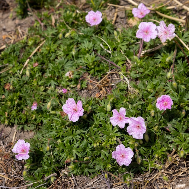 Rock Störche-Rechnung (Eroddium Foetidum) Blüte im Frühling in Eastbourne