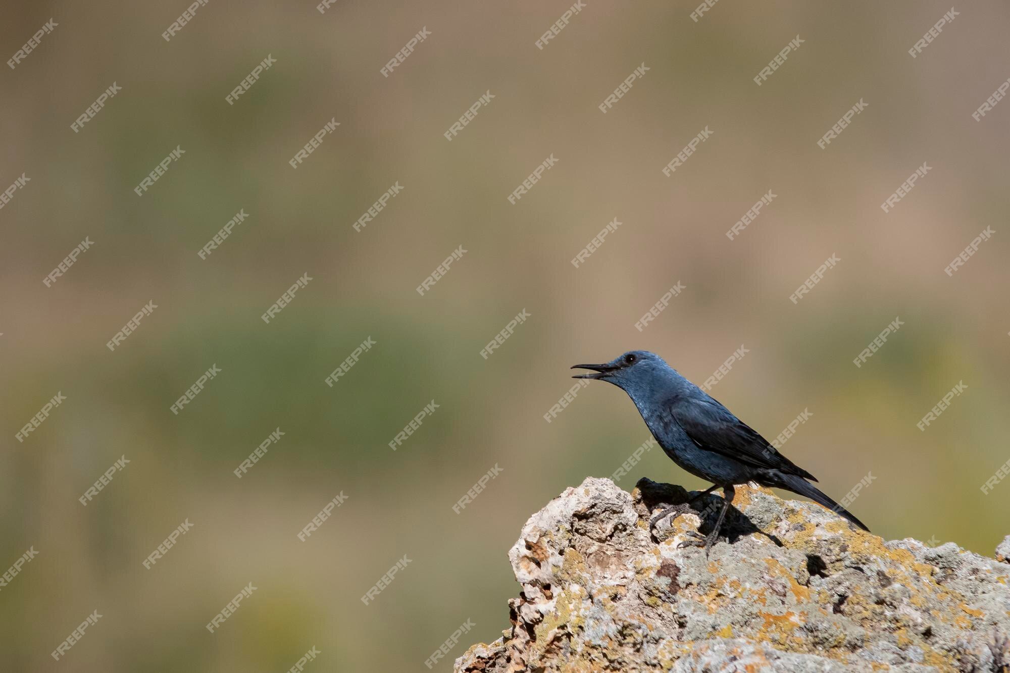 El rockero solitario es una especie de ave paseriforme de la muscicapidae. | Foto Premium