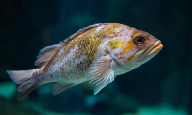 Rockfish canário no aquário de copenhagen