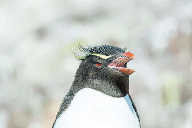 Rockhopper