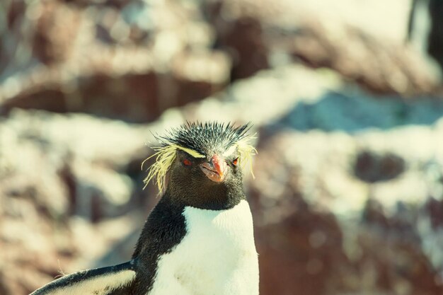 Rockhopper