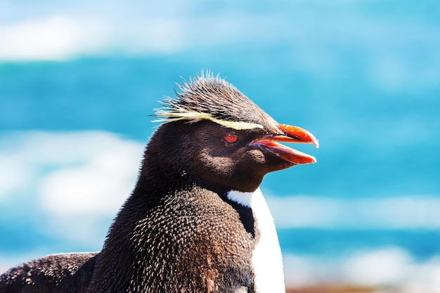 Rockhopper