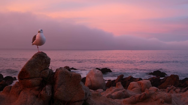 Rocky craggy ocean beach monterey rosa puesta de sol cielo california costa gaviota