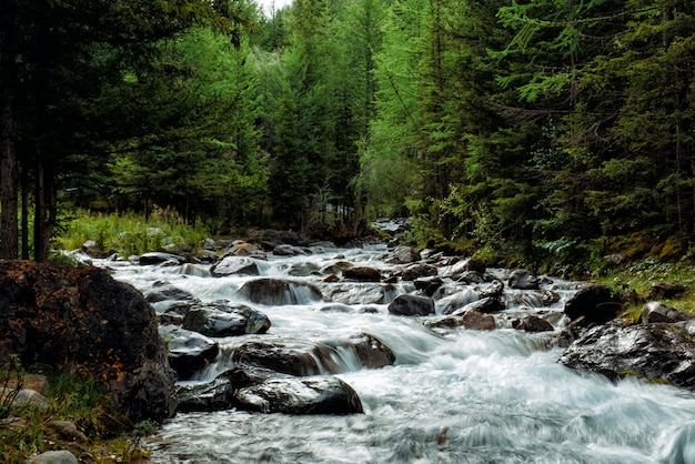 Rocky Mountain River unter den Kiefern. Schöner schnell fließender Fluss im Nadelwald.