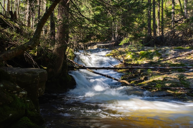 Rocky Mountain Stream und Gummibäume