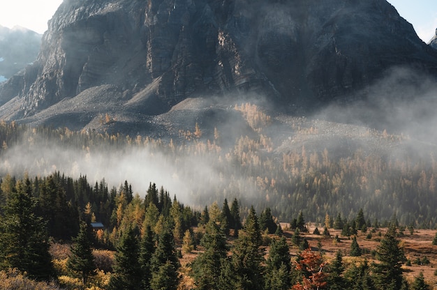 Rocky Mountains mit Kiefernwald und Nebel im Assiniboine Provinzpark