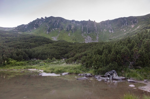 Rocky Shpytsi Berg unter grasbewachsenen Berghügeln bedeckt grünes üppiges Gras Karpaten Chornogora Ukraine
