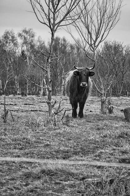 Rodada en blanco y negro de ganado de las tierras altas en un prado Poderosos cuernos de piel marrón