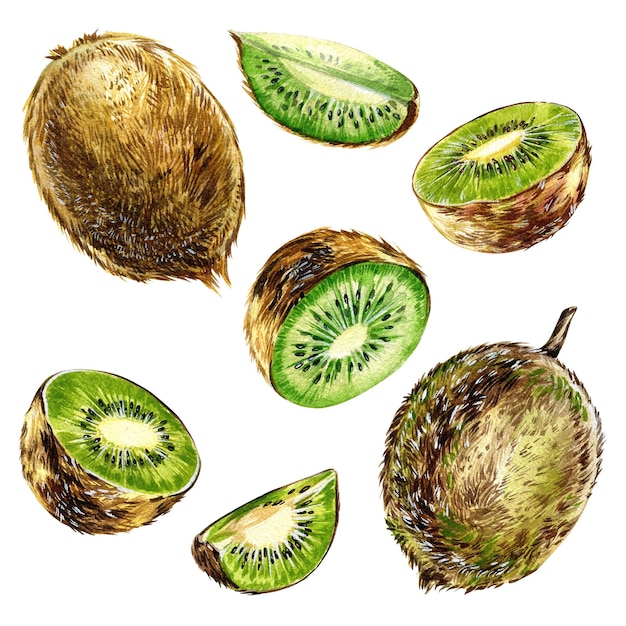 Rodajas de kiwi ilustraciones aisladas sobre fondo blanco Frutas cítricas tropicales frescas en rodajas Kiwis realistas dibujar a mano ilustraciones en acuarela