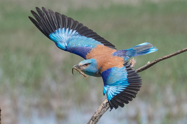 Rodillo de Europa occidental rodillo azul o rodillo común Coracias garrulus garrulus Toledo España