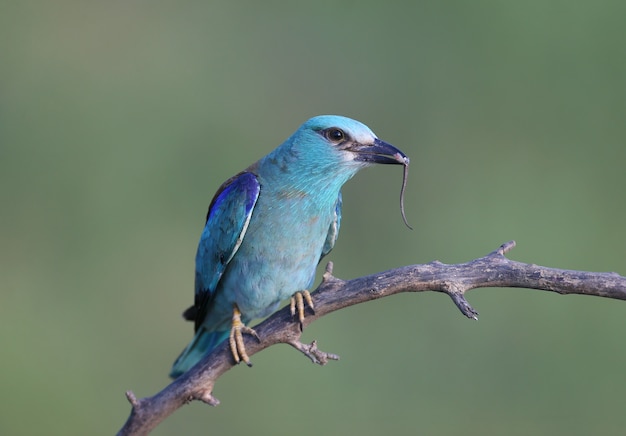 Rodillo europeo (Coracias garrulus) fotografiado en primer plano con un lagarto y un gran escarabajo negro en su pico.