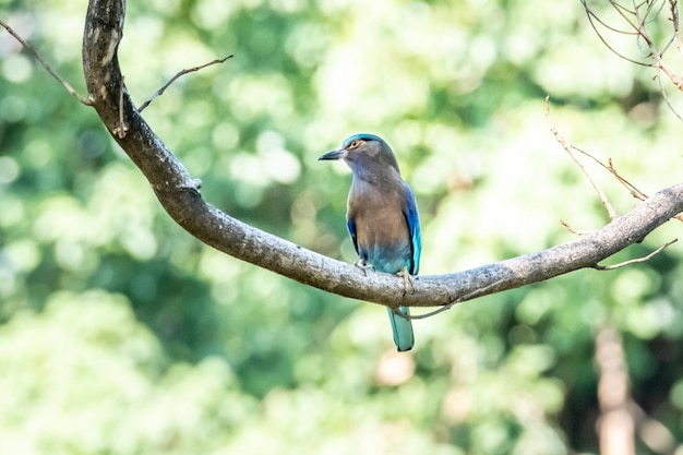 Rodillo indio Blue Jay en el parque Vachirabenjatas Bangkok Thailand