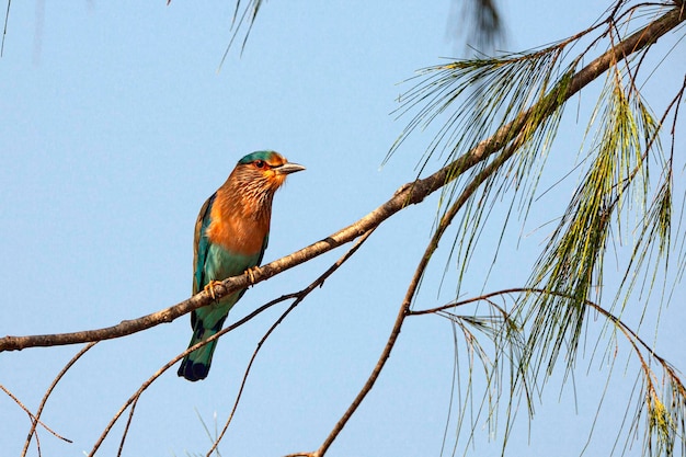 El rodillo indio es un ave de la familia Coraciidae Los sexos son similares