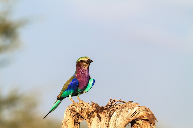 Rodillo multicolor de Tarangire. Tanzania, África