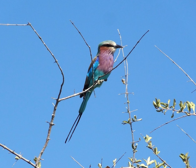 Rodillo de pecho lila