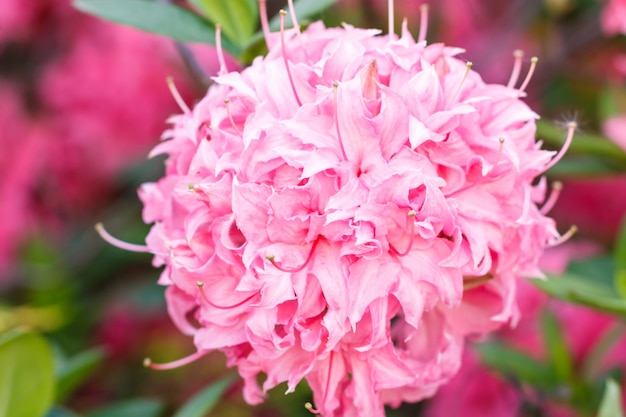 Rododendro (azalea) flores de varios colores en el jardín de primavera