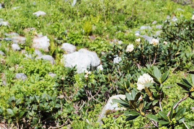 Rododendro branco em flor nas montanhas, viagens locais