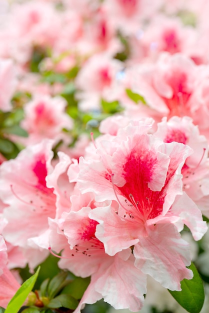 Rododendro cor-de-rosa de florescência (azálea), close-up, foco seletivo, espaço da cópia.