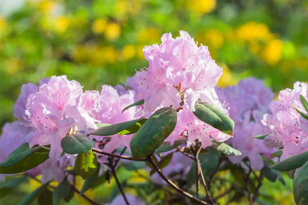 Rododendro de florescência no jardim botânico